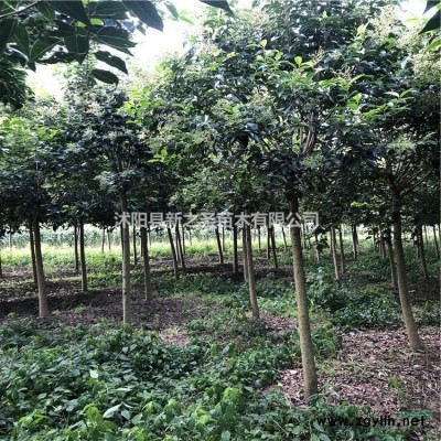 批發園林綠化金山繡線菊工程苗--金焰繡線菊綠化苗