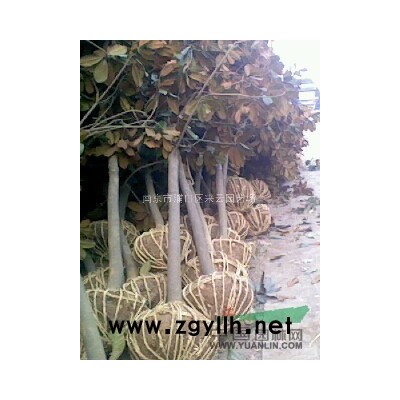 南京紫荊，紫荊花，叢生紫荊，獨(dú)桿紫荊，紫荊