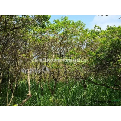 廣東供應(yīng)紫荊規(guī)格*，紫荊價(jià)格便宜苗圃直供沒有中間商