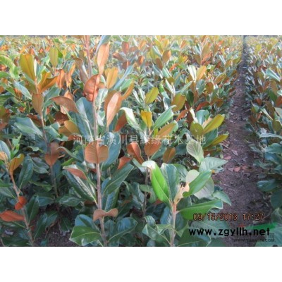 獨干紫荊產地、獨干紫荊價格、信陽獨干紫荊供應商、哪里有紫荊