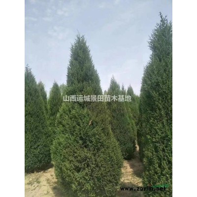急售紅葉小檗苗球價(jià)格_緊急紫葉小檗球價(jià)格_紅葉小檗全冠價(jià)格