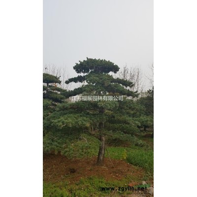 紅葉小檗*新價格/紅葉小檗報價