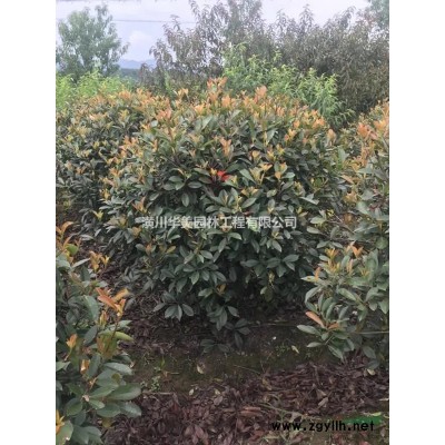 紅葉小檗價格更新報價一覽