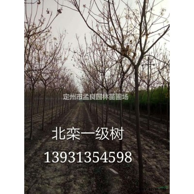 出售；金銀木，紅瑞木，連翹，丁香，榆葉梅，錦帶
