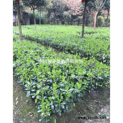 木槿式的綠籬，沭陽的木槿花就是柔韌性就是這么的強