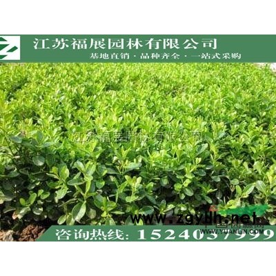 木槿供應/木槿圖片