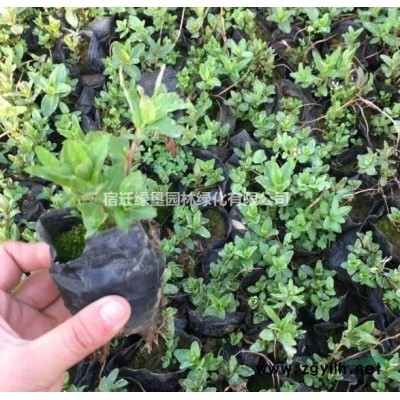 江蘇紫荊花價格 江蘇獨桿紫荊基地 江蘇獨干紫荊供應(yīng)