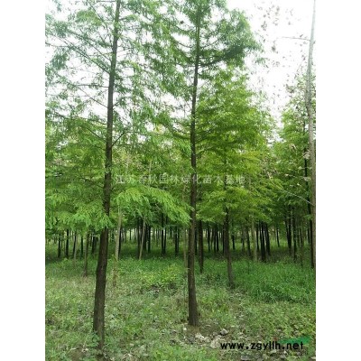 1——300公分冠叢生紫荊基地/紫荊價格/紫荊圖片