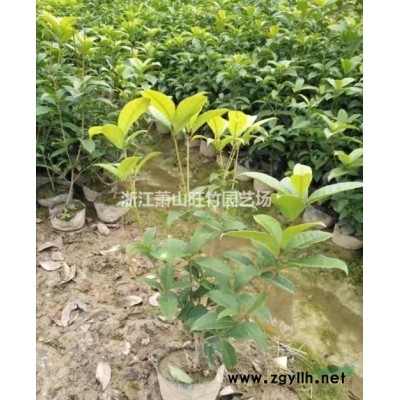 特價金葉蕕小杯基地供應 蕭山金葉蕕小杯苗優質供應商