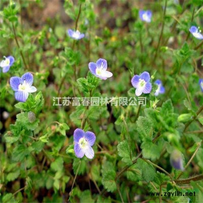 苗圃批發 紫葉小檗 園林色塊綠化造型灌木 道路綠籬植物盆栽 紅葉小檗苗 庭院小區彩色綠化苗木