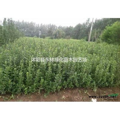 供應紅葉石楠杯苗、海桐、紅花繼木、火棘、紅葉小檗、紅瑞木、黃楊、紅王子錦帶