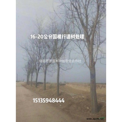 60公分紅葉小檗球價格 1米紫葉小檗球價格 供應山西紅葉小檗