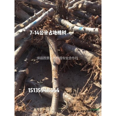 山西地區(qū)供應40-80公分紅葉小檗 山西供應紫葉小檗價格