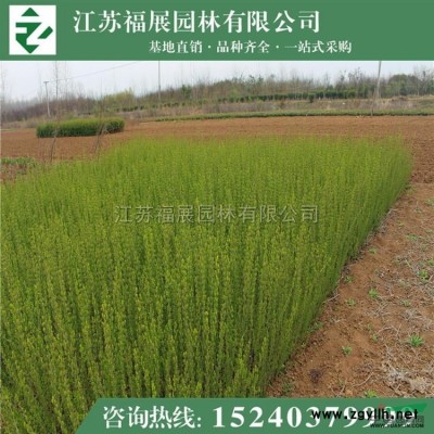 紅葉小檗2圖片\紅葉小檗2報價