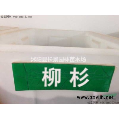 1.5米紅葉小檗球大量銷售