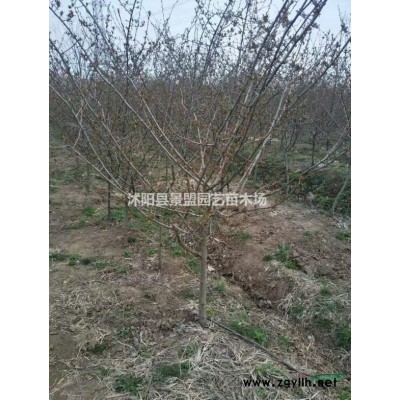 紅瑞木種植密度每畝用種多少斤?紅瑞木花期是什么時候？