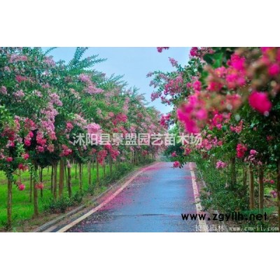 50公分連翹苗價格多少錢？連翹苗80公分高哪里有？