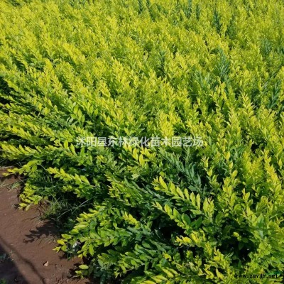 供應(yīng)茶梅價格、茶梅圖片、茶梅產(chǎn)地、茶梅綠化苗木苗圃基地