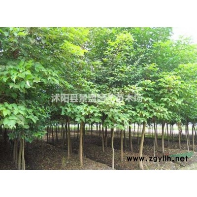 哪里有綠化連翹種植基地？