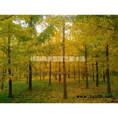 九月移栽連翹成活率高嗎？