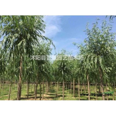 綠化連翹是什么品種？