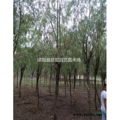 地被連翹價(jià)格哪里相對(duì)較便宜？