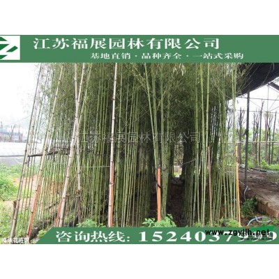 連翹，黃老虎4*新價格/連翹，黃老虎4報價