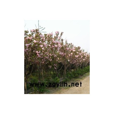 供應(yīng)衛(wèi)矛價格，膠東衛(wèi)矛產(chǎn)地  膠東衛(wèi)矛綠化苗木苗圃直銷