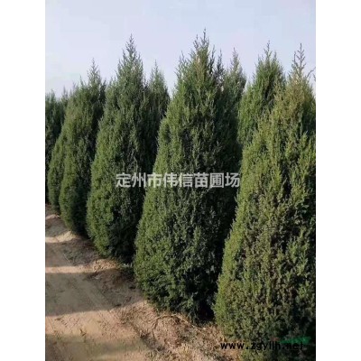 花石榴，叢生石榴產(chǎn)地，河北叢生石榴價(jià)格