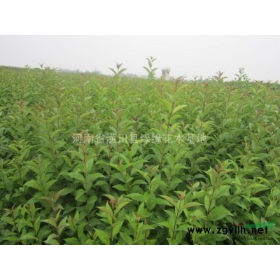 臘梅價格，4公分紫葉李價格，湖南供應優質香樟，梅花產地在哪