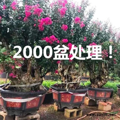 福建日本羽毛楓哪里好/哪家便宜