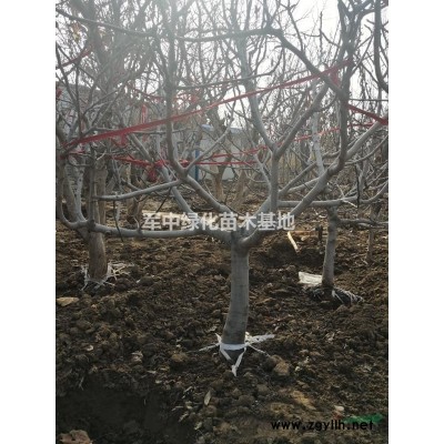 30一180公分高連翹基地/價格/圖片/產地/行情
