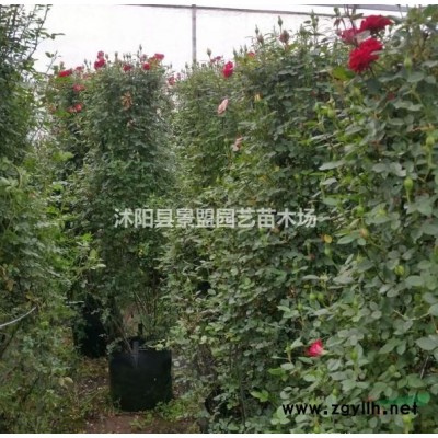 紅瑞木常用規格是多大？