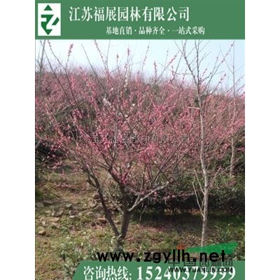 批發(fā)紅瑞木 基地直銷