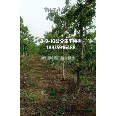 連翹生長(zhǎng)習(xí)性，形態(tài)特征，主要用途，種植連翹環(huán)境要求