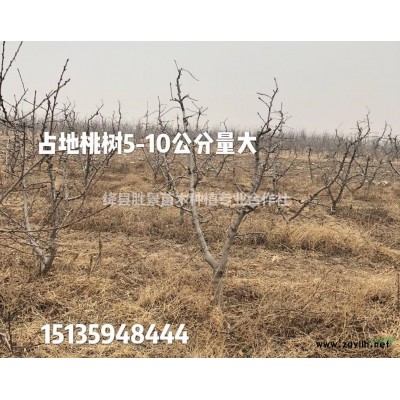 哪里有連翹苗？藥用連翹苗哪里多？兩年生連翹苗多少錢？