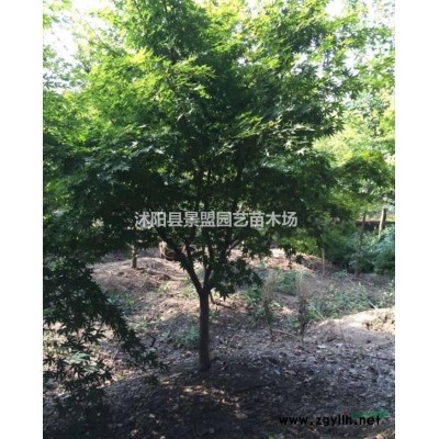 綠化連翹樹苗今年什么價格？