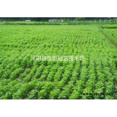 2年連翹苗今年什么價格？