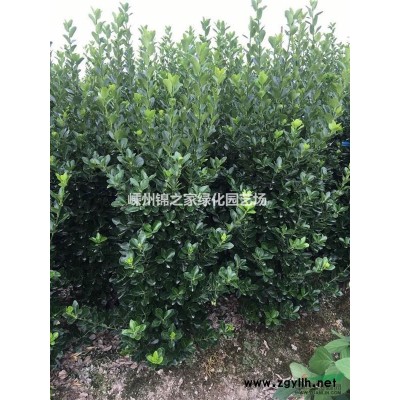 浙江茶梅柱便宜，茶梅球批發(fā)，球型密實，規(guī)格*質量好