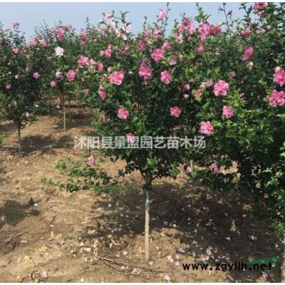冠幅100連翹什么價(jià)格？