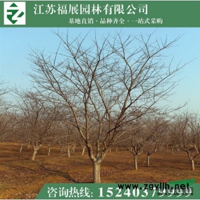 連翹叢生 東北連翹 黃老虎小苗 多分枝連翹批發供應