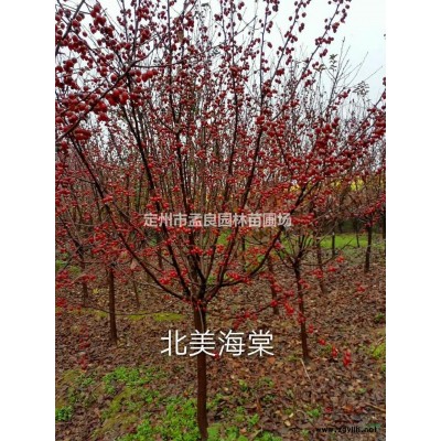 銷售；叢生金葉榆，沙地柏，側柏，連翹，金銀木