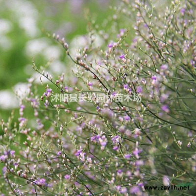 連翹的種植方法