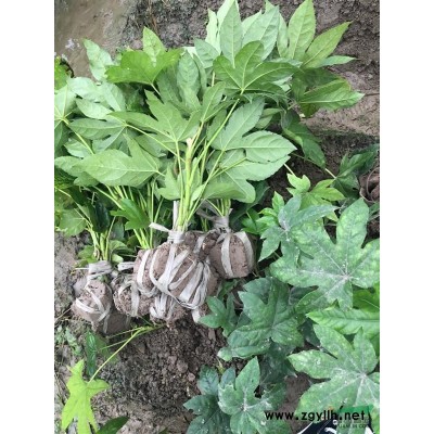 供應叢生苗花石榴P80-200，分枝均勻蓬型好