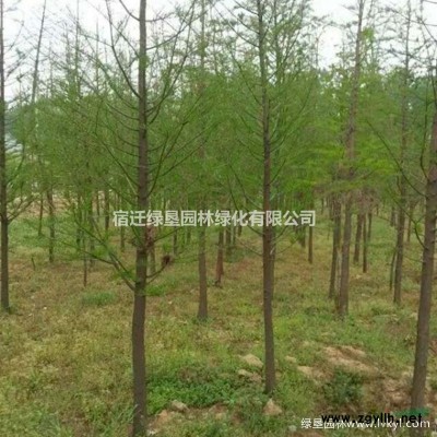 紅瑞木價格_紅瑞木圖片_紅瑞木產(chǎn)地_紅瑞木綠化苗木苗圃基地