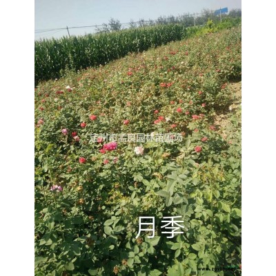 大量銷售紅瑞木，紅王子錦帶，黃刺玫，丁香，金銀木，金葉榆