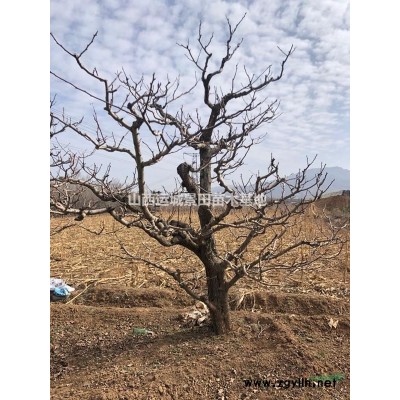 連翹價(jià)格·連翹用途·山西運(yùn)城連翹苗種植合作社