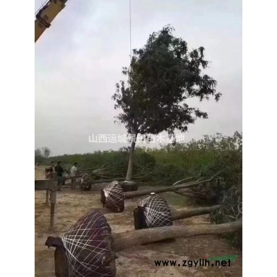 青翹和連翹的區(qū)別是什么？連翹種植基地合作社詳情