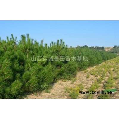 供應(yīng)山西運(yùn)城高度80公分丁香-200-300公分紫丁香