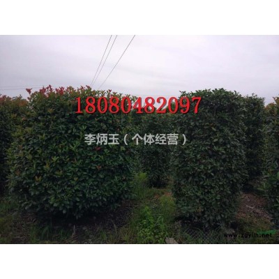 工程用量毛葉丁香小苗.毛葉丁香基地批發價格